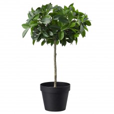 Искусственное растение в горшке IKEA FEJKA фикус Бенджамина 12 см (003.953.08)