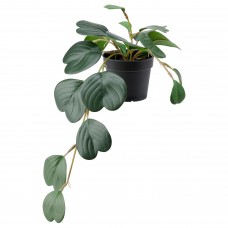 Искусственное растение в горшке IKEA FEJKA пеперомия 9 см (004.684.46)