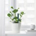 Індикатор поливу рослин IKEA CHILIPULVER зелений (204.050.28)