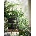 Искусственное растение в горшке IKEA FEJKA 9 см (403.495.31)