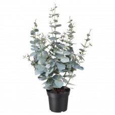 Штучна рослина в горщику IKEA FEJKA евкаліпт 15 см (404.523.68)