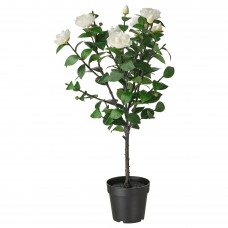 Штучна рослина в горщику IKEA FEJKA біла камелія 19 см (404.761.14)