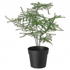 Искусственное растение в горшке IKEA FEJKA аспарагус 9 см (604.761.27)